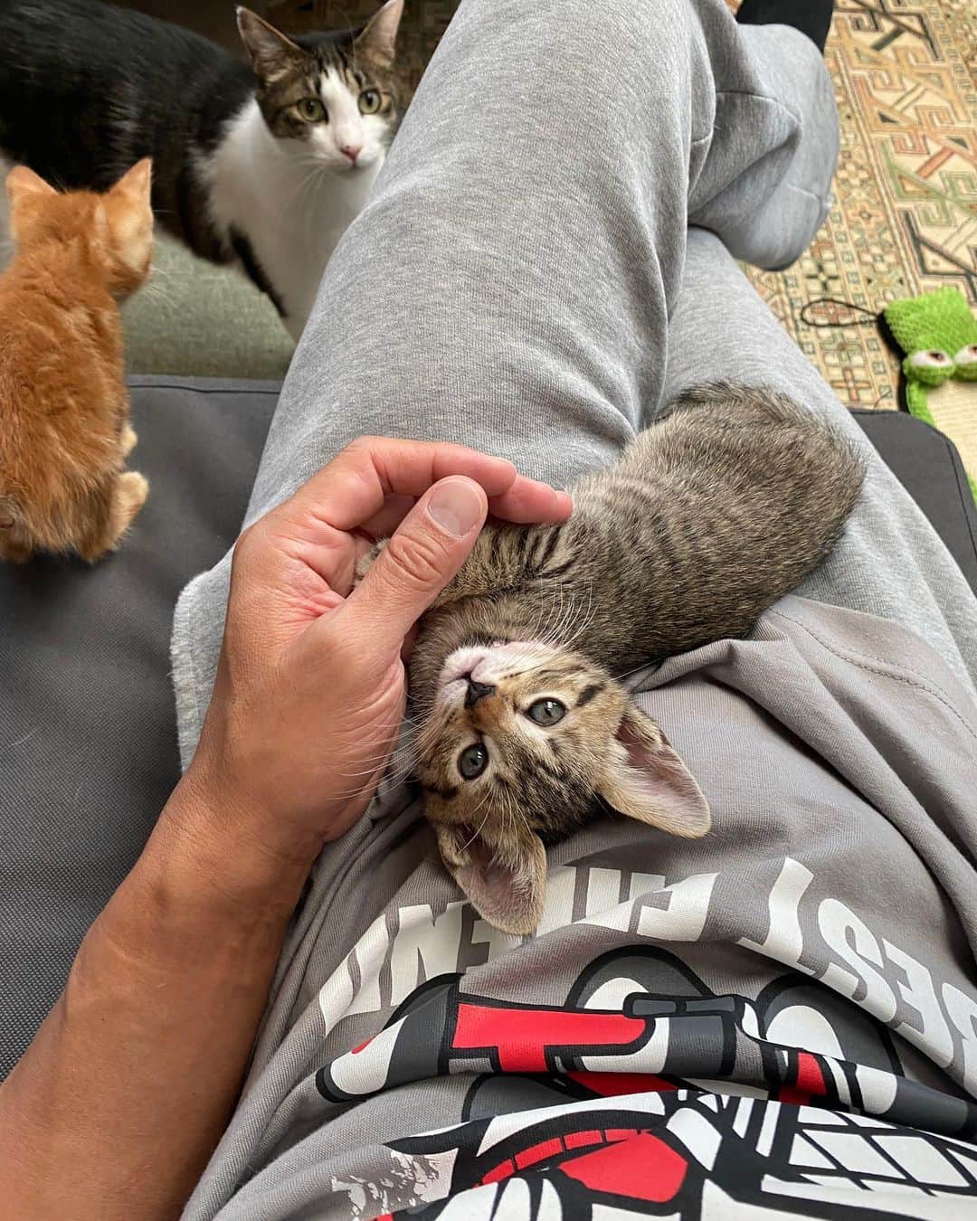 ドラゴン・キッドさんのインスタグラム写真 - (ドラゴン・キッドInstagram)「充電中…🪫 #癒し #お裾分け #保護猫 #保護猫活動 #ミルクボランティア #預かりボランティア #猫 #十猫十色 #猫ファースト  #ねこ #ねこスタグラム #ねこのいる生活 #ねこと暮らす #cat #cats #catstagram #adoptdontshop #生体販売反対」6月19日 17時15分 - dragonkid.22