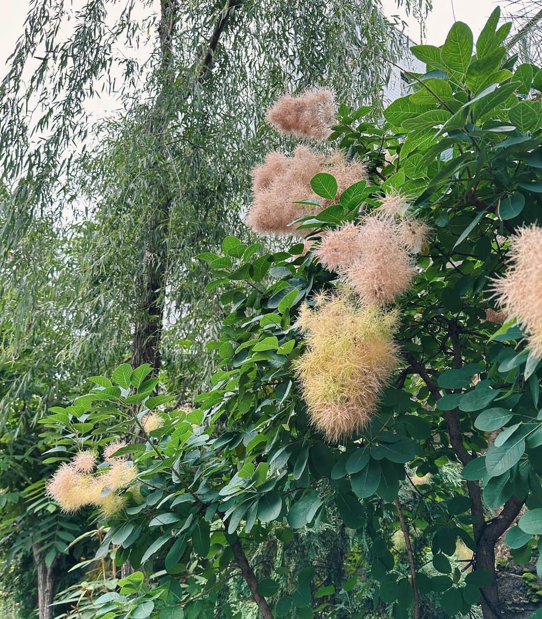 のインスタグラム：「大好きなスモークツリーの季節がきた🌿🩷 大人になるにつれて、不思議と植物に癒されてる気がする𓇚  #dayoff#smoketree#植物#スモークツリー#お花好き#日光浴#サボテン」