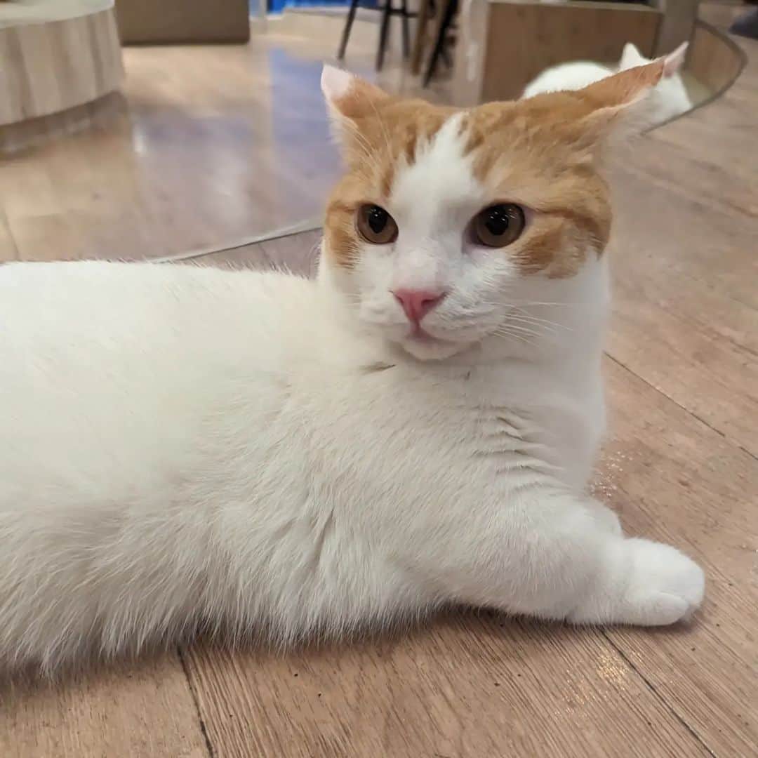 三宅裕子のインスタグラム：「🐈‍⬛◌𓈒𓐍⁡ ⁡⁡ ⁡⁡⁡ ⁡ ⁡ ⁡猫カフェ𝐌𝐎𝐂𝐇𝐀⁡ ♡⁡ ⁡⁡⁡⁡@mocha.harajyuku ⁡ ⁡池袋西口店の次によく行く原宿店🎶  マンチカンの #mochaきなり ちゃん。 手足が短くてめちゃくちゃ可愛かった😭 猫のおてて🐾໊ クリームパンも撮ったけど小さすぎてきゅんでした🥺  ソルくんと同じ ⁡ ⁡スコティッシュの #mochaうた ちゃんも可愛かったなぁ♡ 鼻周りにそばかすみたいな柄？が⁡ ⁡あってのんびりしてたよ。  いつも入口の手すりにぶらさがってる #mochaかぐら ちゃんはこの日は 奥のスペースで面白いポーズとってた☺️ この日もとてもとても癒されました♡⁡ ⁡⁡ ⁡御手洗前にコロンといた⁡ ⁡ #mochaあまなつ ちゃん⁡ ⁡ #mochaあられくん も⁡ ⁡可愛かったな🎶⁡  観光客の方も結構多くて Mochaの人気を感じたよ🤭  ⁡🎈⁡⁡𝙰𝚌𝚌𝚎𝚜𝚜⁡ ⁡⁡〒150-0001 東京都渋谷区神宮前１丁目１４−２５ ⁡ ⁡クロスアベニュー原宿 4F 電話番号 03-6447-2665  営業時間 10:00 ～ 20:00（最終入店 19:30） 定休日：年中無休 予約不要、お気軽にお越しください。 ※6歳から入店可能です。 ※6歳以上12歳以下の方は保護者同伴が必要と⁡なります。⁡ ⁡ ⁡⁡フリードリンク🍹⁡ ⁡漫画、wifi完備です👌🏻´- ⁡ ⁡⁡ ⁡⁡@catcafemocha ⁡ ⁡⁡🐈‍⬛.*･ﾟ　.ﾟ･*.⁡ ⁡ ⁡ #猫カフェMOCHA⁡ ⁡ #猫カフェモカ⁡ ⁡ #猫カフェモカ原宿店  ⁡ #猫カフェMOCHA公式アンバサダー ⁡ #原宿猫カフェ⁡ ⁡ #原宿カフェ⁡ ⁡ #カフェ巡り⁡ ⁡ #猫好きさんと繋がりたい⁡ ⁡ #もふもふ部ねこ ⁡」