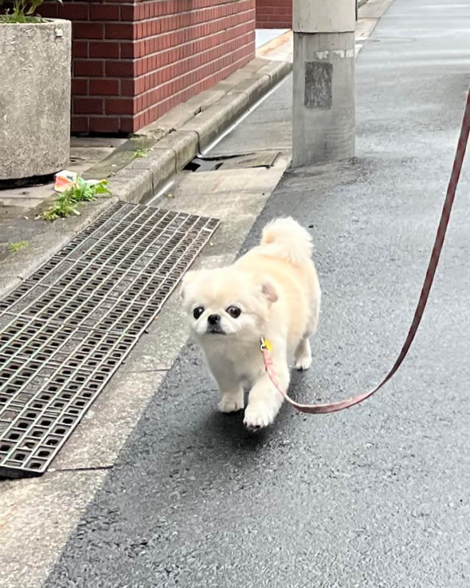 おもちくんのインスタグラム：「てくてく 🌪️」