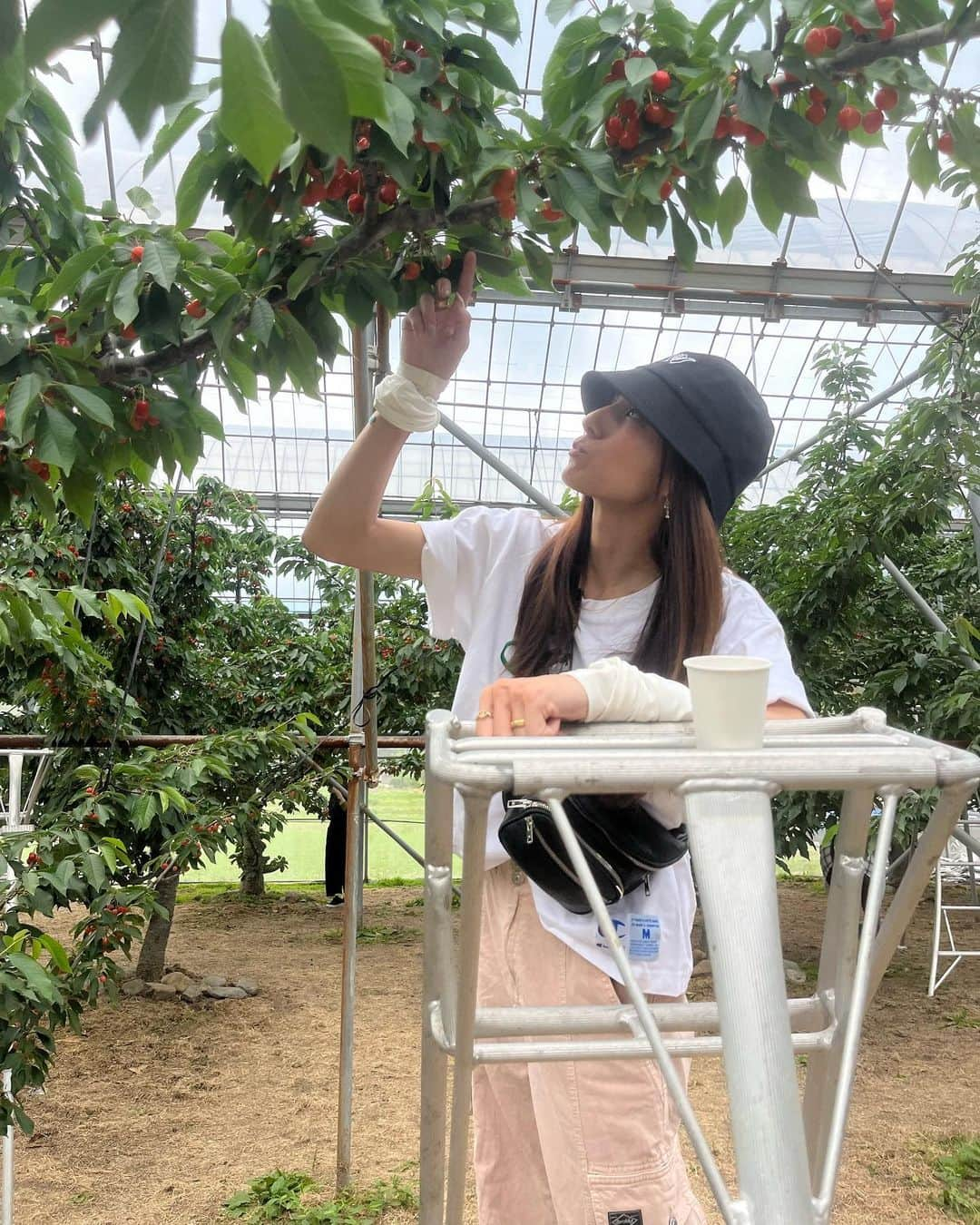 佐野千晃さんのインスタグラム写真 - (佐野千晃Instagram)「⁡ 初めてのさくらんぼ狩り🍒 ⁡ 木にこんな風にさくらんぼがなってるのも初めて見たし採れたてのさくらんぼ美味しいーーーーっ ⁡ キンキンに冷えてるさくらんぼも好きだけど採れたてもまた美味しいやん🤤 ⁡ 赤くて大きくて〜って探してるのも宝探しみたいで楽しいし、これ絶対美味しい！って思いながら取ってめちゃくちゃ美味しいと幸せ気分 ⁡ いつものメンバーでお喋りしながら美味しい美味しい言いながらたくさん食べた🤤🍒 ⁡ #natural #healthy #good #gilrs #gilr #cool #cute #ooted #selfie #self #face #スポーツ女子 #スポーツ #楽しい #人生楽しんだもん勝ち #めんつるよりめんつ #幸せ #日常 #非日常 #どっちも #小さな #楽しみ #見つけてこ」6月19日 18時30分 - sanochiaki810