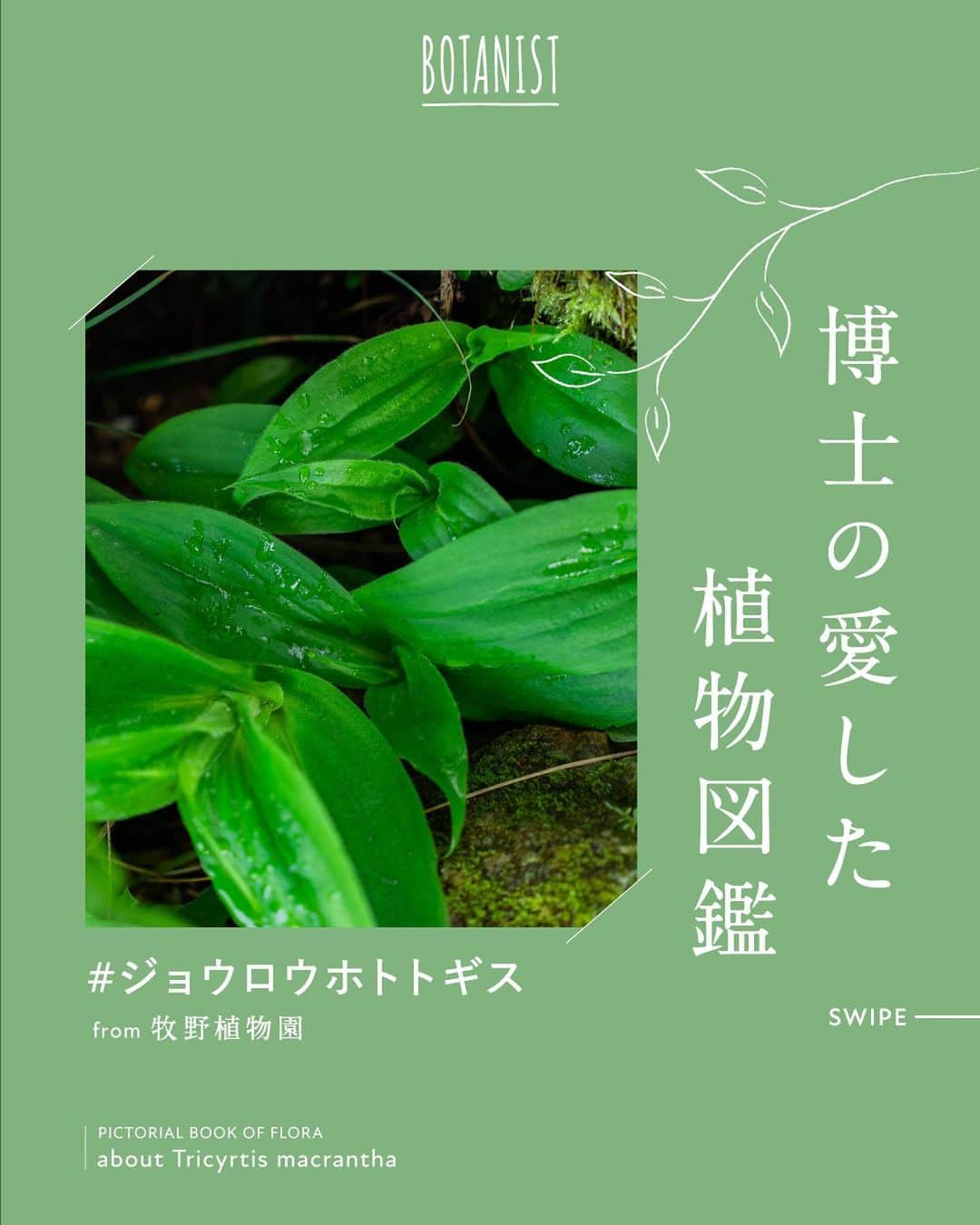 botanist officialのインスタグラム：「【博士の愛した植物図鑑 #ジョウロウホトトギス 】 日本を代表する植物博士である、牧野富太郎博士のエピソードと共に植物を紹介する #博士の愛した植物図鑑 🌿  今日は『ジョウロウホトトギス』をご紹介✍️ 退色を好まない牧野博士には珍しい彩色図で、構図から標本を参考に描いたことが伺えます。  詳しくは、画像をスワイプしてチェック💡  from 牧野植物園にて、植物図鑑を配信中。 #博士の愛した植物図鑑 ハッシュタグから他の投稿も是非チェックしてみてね♪  #BOTANISTfrom牧野植物園  #BOTANIST #ボタニスト #botanicalbeauty」