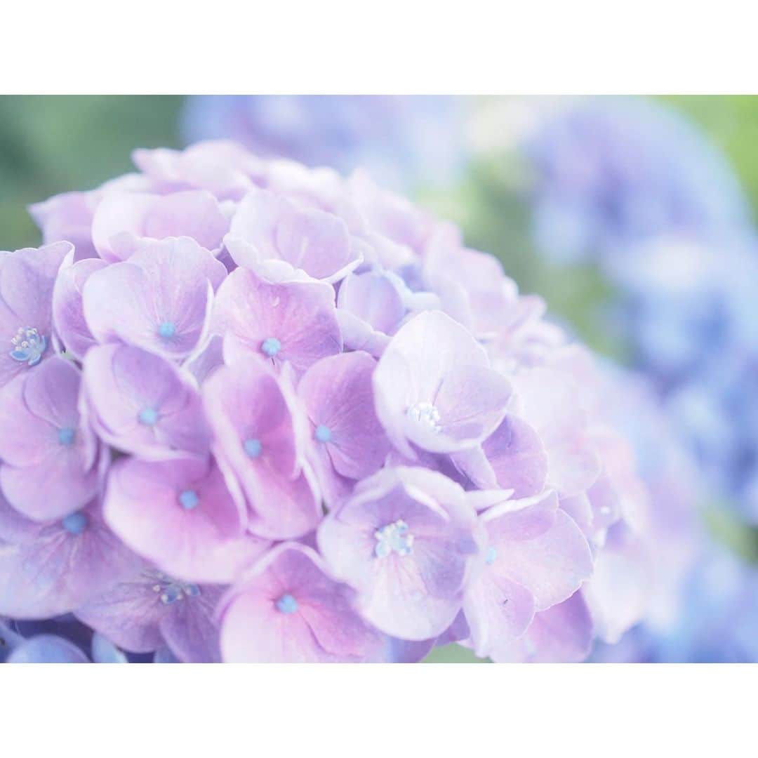 鬼頭明里さんのインスタグラム写真 - (鬼頭明里Instagram)「今年も紫陽花🎐」6月19日 18時52分 - akarikito1016