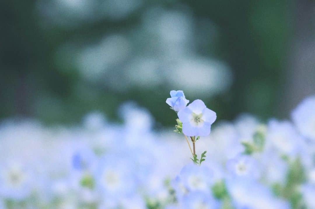 naorinmoonさんのインスタグラム写真 - (naorinmoonInstagram)「あおい花  #ネモフィラ⁡ ⁡#flora_addict #tv_flowers  #fujifilm #fujifilm_xseries #ifyouleave  #hellofrom #hokkaido #instagramjapan #ig_japan_ #still_life_nature #nowheredialy #still_life_mood  #reco_ig #nature_brilliance #minimalmood #ig_eternity #thinkverylittle #genic_mag #into_the_screen  #moody_nature #ourmomentum #heart_imprint」6月20日 6時05分 - naorinmoon