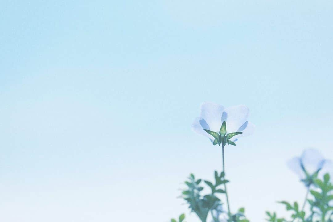 naorinmoonさんのインスタグラム写真 - (naorinmoonInstagram)「あおい花  #ネモフィラ⁡ ⁡#flora_addict #tv_flowers  #fujifilm #fujifilm_xseries #ifyouleave  #hellofrom #hokkaido #instagramjapan #ig_japan_ #still_life_nature #nowheredialy #still_life_mood  #reco_ig #nature_brilliance #minimalmood #ig_eternity #thinkverylittle #genic_mag #into_the_screen  #moody_nature #ourmomentum #heart_imprint」6月20日 6時05分 - naorinmoon