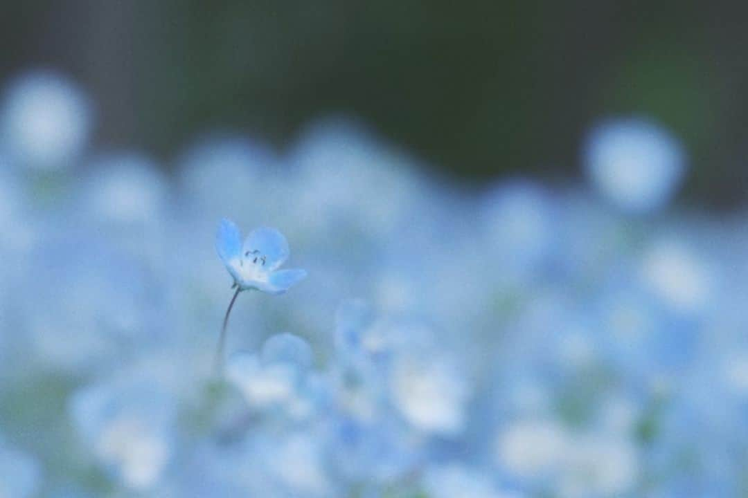 naorinmoonさんのインスタグラム写真 - (naorinmoonInstagram)「あおい花  #ネモフィラ⁡ ⁡#flora_addict #tv_flowers  #fujifilm #fujifilm_xseries #ifyouleave  #hellofrom #hokkaido #instagramjapan #ig_japan_ #still_life_nature #nowheredialy #still_life_mood  #reco_ig #nature_brilliance #minimalmood #ig_eternity #thinkverylittle #genic_mag #into_the_screen  #moody_nature #ourmomentum #heart_imprint」6月20日 6時05分 - naorinmoon