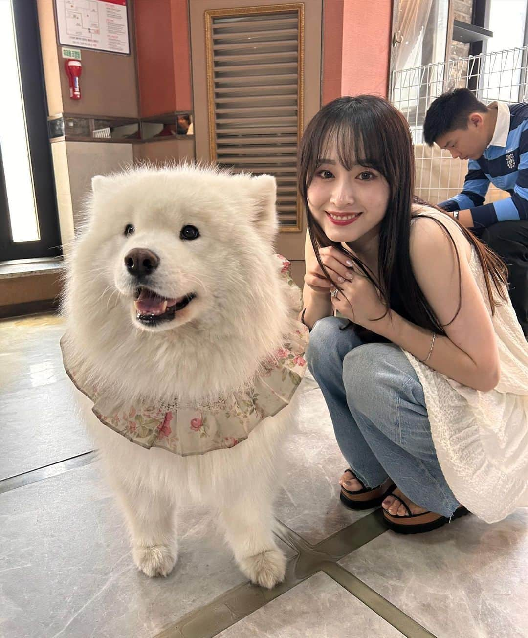 待鳥志織さんのインスタグラム写真 - (待鳥志織Instagram)「サモエドカフェ🐶❤️🇰🇷 もう、可愛くて可愛くて可愛くて。 一生ここに住ませてください って感じだった...。 韓国言ったら絶対また行きたい😭 #サモエドカフェ#韓国旅行#上水#🇰🇷」6月19日 21時31分 - __.shiori_