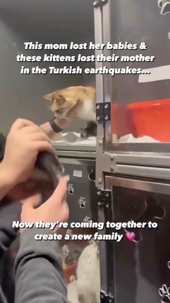 Cute Pets Dogs Catsのインスタグラム：「🥹  Credit: vegan_warrioresse (tiktok)   For all crediting issues and removals pls DM .  Note: we don’t own this video, all rights go to their respective owners. If owner is not provided, tagged (meaning we couldn’t find who is the owner), pls DM and owner will be tagged shortly after.   #catsofinstagram #catlover #catlovers #gato #catsagram #caturday #cats_of_world #catsofworld #catselfie #catsdaily #catnip #catslove #catsuit #catsworld #catsforlife #catslifestyle #catsplaying #catssleeping #catsworldwide #catvibes #catsinstagram #catrules #catvideooftheday #catphotoshoot #caturdaynight #catventures #catvids」