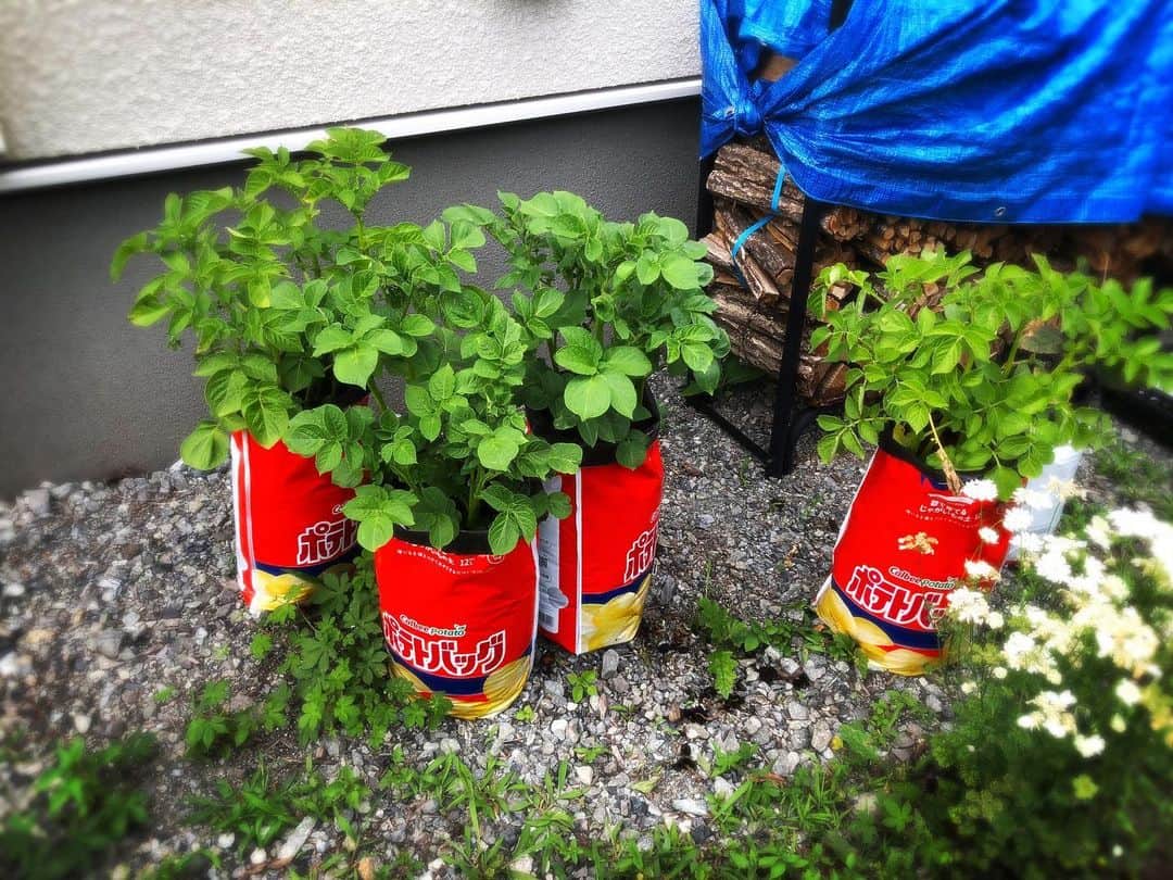 奥井雅美さんのインスタグラム写真 - (奥井雅美Instagram)「ポテトバッグのじゃがいも🥔さん元氣に育ってます☺︎ 直植えのじゃがいも🥔さんもまぁまぁ。他の山菜系、🥒、🍉、🍅、🍆も今のところ枯れずに育ってます☀️  ジャングル化してたので草刈りをお願いしてやってもらいました（自力では無理💧）  そんな奥井🐣  今さっき都内戻りましたが今回は長めの二泊三日で、ちびちょ🐱は一人で過去最高のぼっちお留守番でした（シッターさんなし）  元氣そうで嬉しいです😌  八ヶ岳リトリートも今週末に迫ってきました。 お天氣爽やかだとイイなぁ〜 ♪(*^^)o∀*∀o(^^*)♪」6月19日 21時55分 - masamiokui