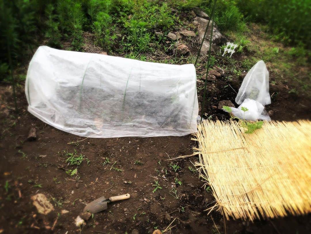 奥井雅美さんのインスタグラム写真 - (奥井雅美Instagram)「ポテトバッグのじゃがいも🥔さん元氣に育ってます☺︎ 直植えのじゃがいも🥔さんもまぁまぁ。他の山菜系、🥒、🍉、🍅、🍆も今のところ枯れずに育ってます☀️  ジャングル化してたので草刈りをお願いしてやってもらいました（自力では無理💧）  そんな奥井🐣  今さっき都内戻りましたが今回は長めの二泊三日で、ちびちょ🐱は一人で過去最高のぼっちお留守番でした（シッターさんなし）  元氣そうで嬉しいです😌  八ヶ岳リトリートも今週末に迫ってきました。 お天氣爽やかだとイイなぁ〜 ♪(*^^)o∀*∀o(^^*)♪」6月19日 21時55分 - masamiokui