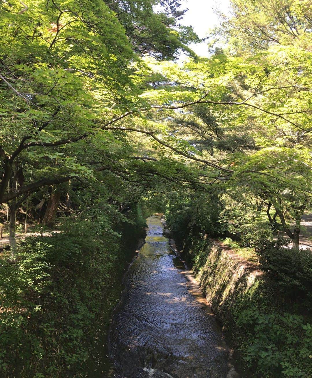 小川知子さんのインスタグラム写真 - (小川知子Instagram)「半年ぶりの京都。  雨かと心配していたけど、 この時期では一番暑い日だそうで晴天でした。 ツイてます👌 でも、汗だく💦💦  観光客もかなり多いです。 色々な言語が飛び交っていますよ。  茶寮宝泉で大好物のわらび餅を頂いてから 北野天満宮へ。 この時期は青紅葉がとても綺麗！目が洗われた気がします。  ホテルでのんびりお茶して夜は先斗町へ。  写真は後で〜。  #京都旅行 #茶寮宝泉のわらび餅  #北野天満宮青紅葉 #ザホテル三井京都  #小川知子」6月19日 22時07分 - tomoko_ogawa_