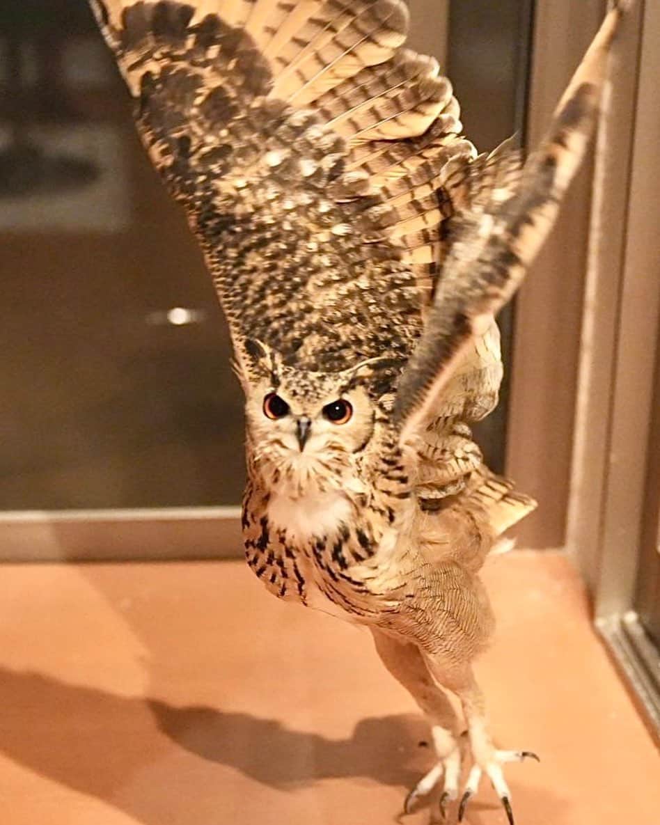 GEN3 Owlのインスタグラム：「腕を前から上に上げて大きく背伸びの運動から💪 @genz64  He is so motivated!💪  #owl #owlgaru #フクロウ」