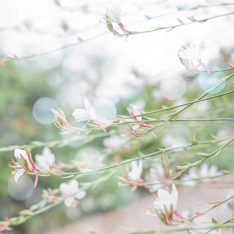 荒井沙織さんのインスタグラム写真 - (荒井沙織Instagram)「.  . 『chance』 . はらりと現れて、 瞬く間に 舞い上がる。 きっと できるよ、 少しの勇気で つかまえて。 . . . #荒井沙織 #LyricalPhoto  #saory #japan #art #creative #artphotography  #artphoto #SIGMA #dp2quattro #flower #fleur」6月19日 22時16分 - araisaori0310