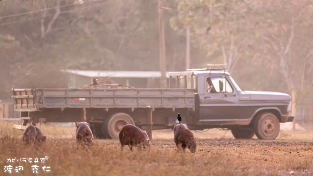 渡辺克仁さんのインスタグラム写真 - (渡辺克仁Instagram)「また、ブラジルに野生のカピバラに会いに行きたいなぁ。  #カピバラ #水豚 #capybara #パンタナール #ブラジル」6月19日 22時23分 - katsuhito.watanabe