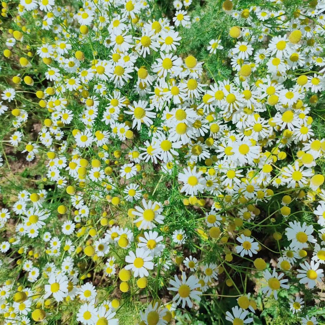 工藤里紗のインスタグラム：「トンネルの先に緑が見えて ワクワクしてしまった🌿 住宅街だった笑」