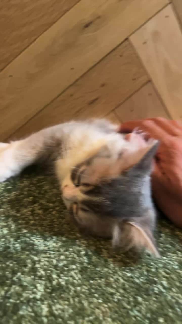 kougeishaのインスタグラム