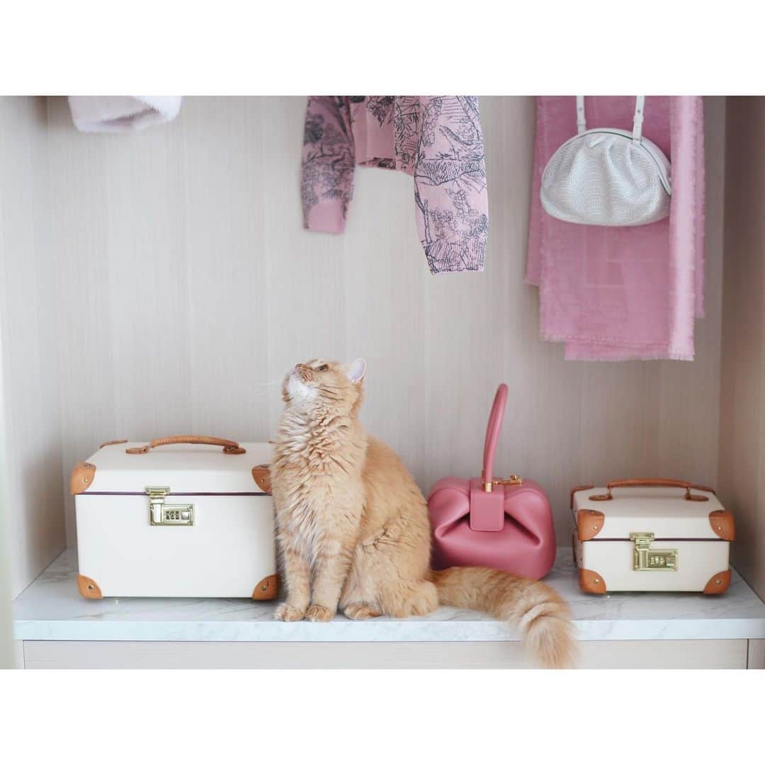石井美保さんのインスタグラム写真 - (石井美保Instagram)「2人のお気に入りの場所 2枚はアザーカットに見えますが、別日別猫です😂#リリマリ」6月19日 22時57分 - miho_ishii