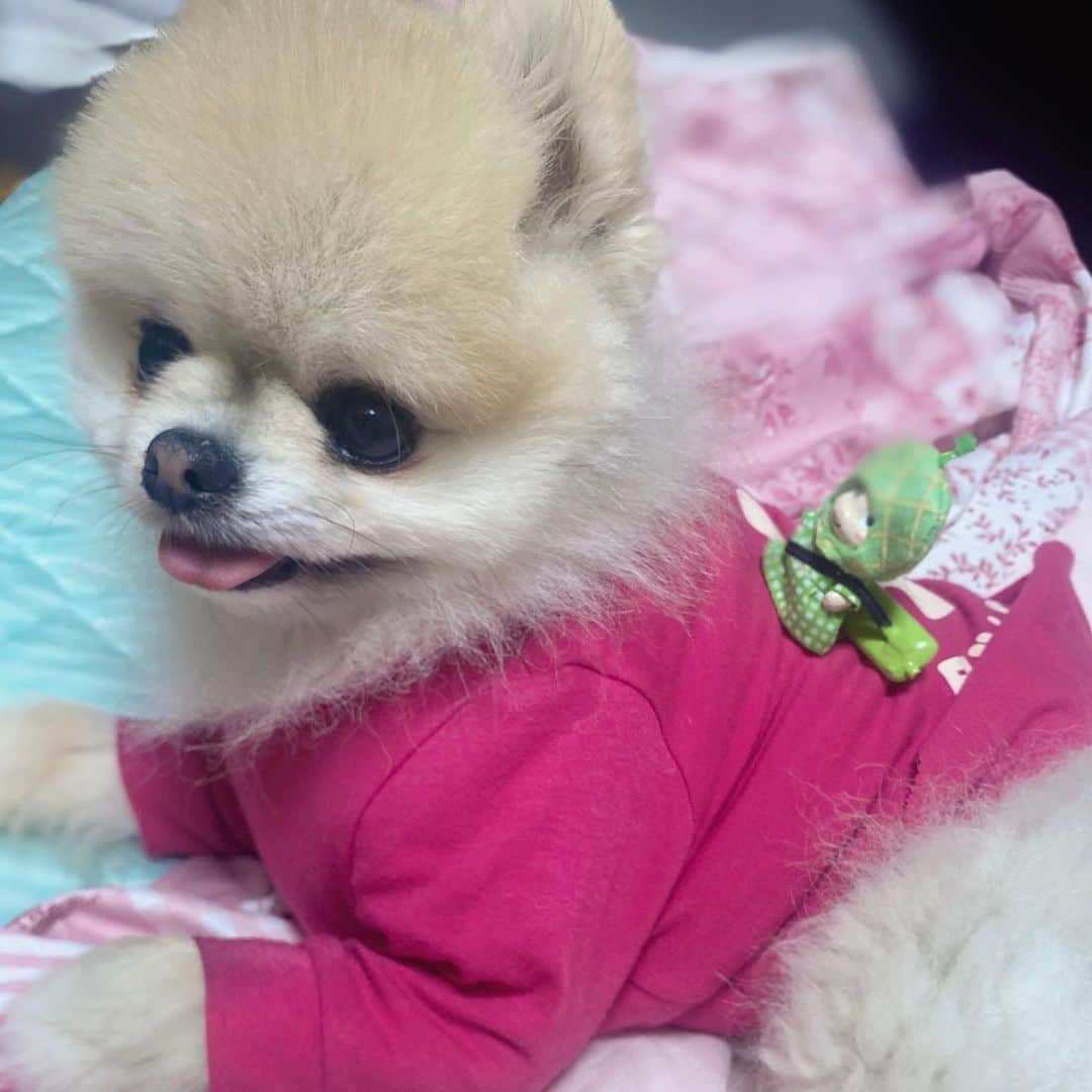 山口めろんのインスタグラム：「ぷーちゃんの背中に乗って移動中のめろんです(●^▽^●)/」