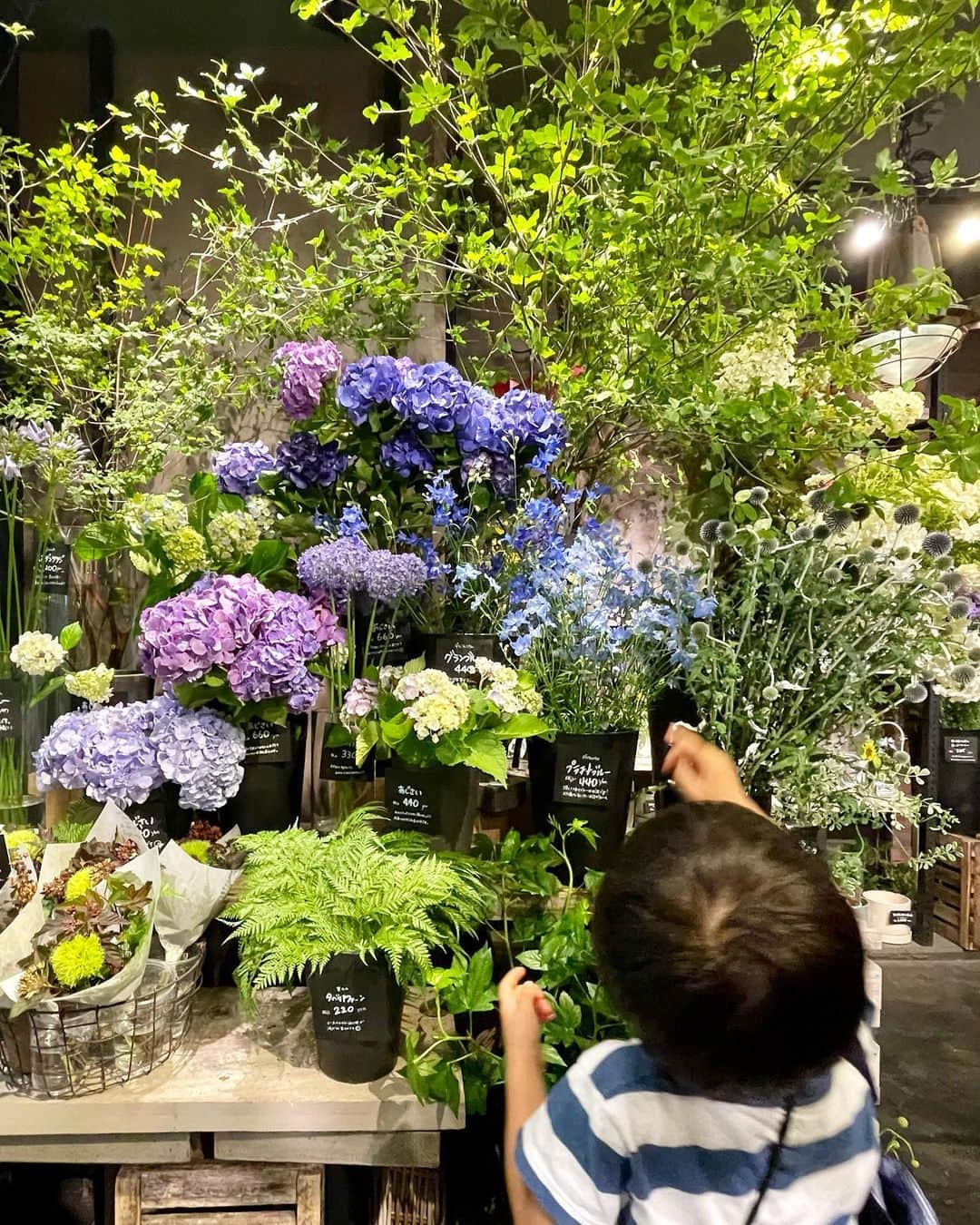 こままりえさんのインスタグラム写真 - (こままりえInstagram)「父の日💎 弟くんとまったりお花屋さんデート👦💐 お花屋さんはいつも娘ちゃんと行くのだけど 珍しく弟くんと一緒に😉  風邪が家族中でぐるぐると周り ようやく復活してきました💦 子供は結構すぐ治るのに 元々喉が弱い私は治りが悪く お熱は出ないもののずーっと咳が止まらず 咳喘息のようになっていて辛かった😢 長引きまくってようやく治ってきました😮‍💨 咳が出ると肩身狭い世の中です…🌐  みなさまもお大事に😷🩵 改めて体調管理しっかりしないとと思いました💦  #6月18日 #父の日 #父の日プレゼント #紫陽花 #アジサイ #青山フラワーマーケット #お花屋さん #お花屋さんデート #花屋デート #喉風邪 #咳が止まらない #咳喘息 #体調管理 #弟くんの成長記録 #4歳1ヶ月」6月19日 23時28分 - komamarie