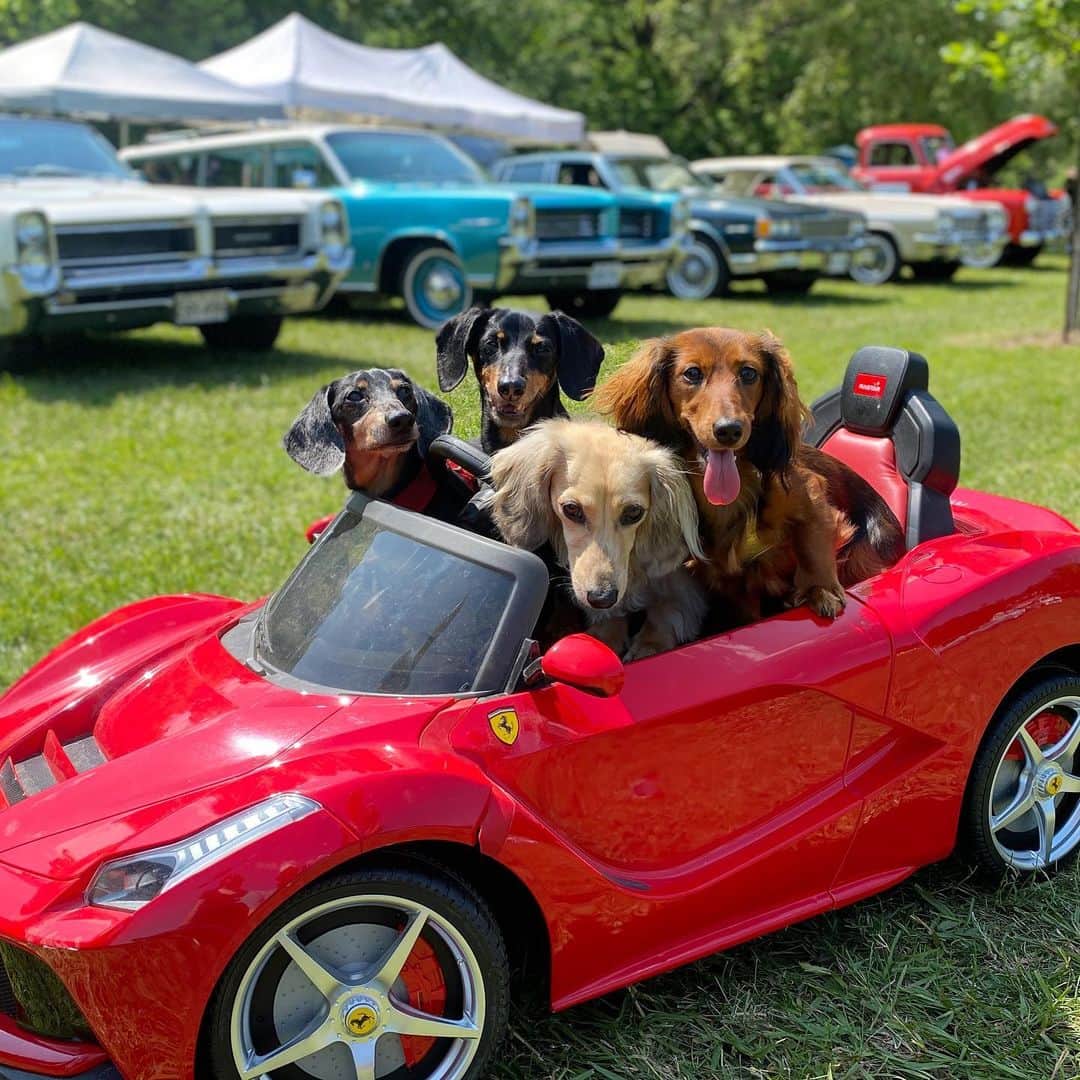 Crusoe the Celebrity Dachshundのインスタグラム：「“We were the hit of the show 😎🚘” ~ Crusoe」