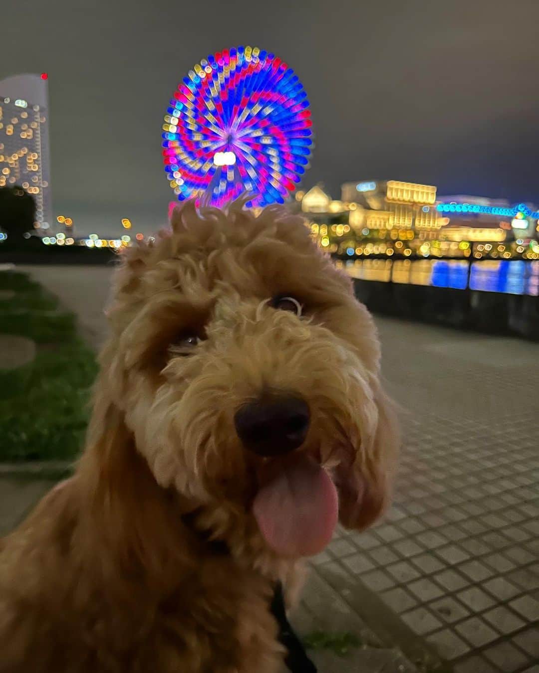 宇野薫のインスタグラム：「KOAと夜散歩へ🎡 おやすみなさい😴」