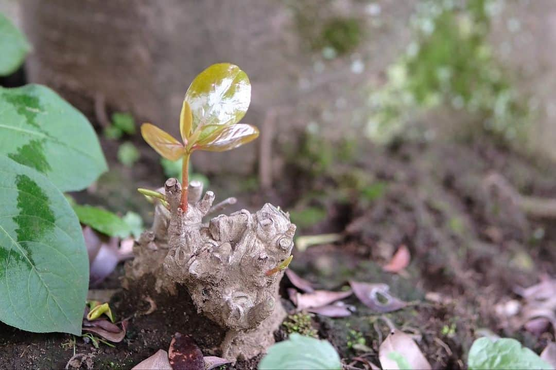 寺島季咲のインスタグラム：「お父さんのカメラ借りて初めて撮ってみました📸🌱  私にはまだ難しかった..☀︎」