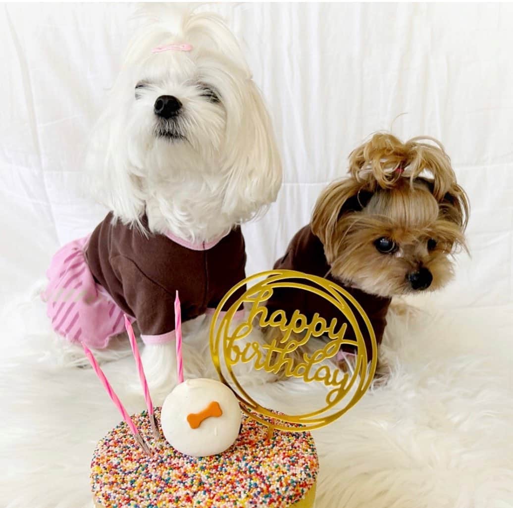 Kodie Bearさんのインスタグラム写真 - (Kodie BearInstagram)「My goofy bro🤪 Kodie’s been eyeing on my birthday cake, licked 👅some frosting, had a bite right in front of me😝! He said he was sorry 😞…」6月20日 0時10分 - kodietheyorkie