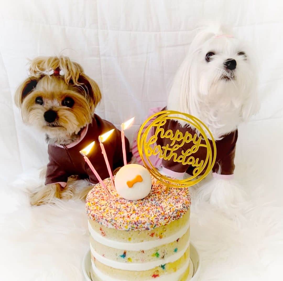 Kodie Bearのインスタグラム：「My goofy bro🤪 Kodie’s been eyeing on my birthday cake, licked 👅some frosting, had a bite right in front of me😝! He said he was sorry 😞…」