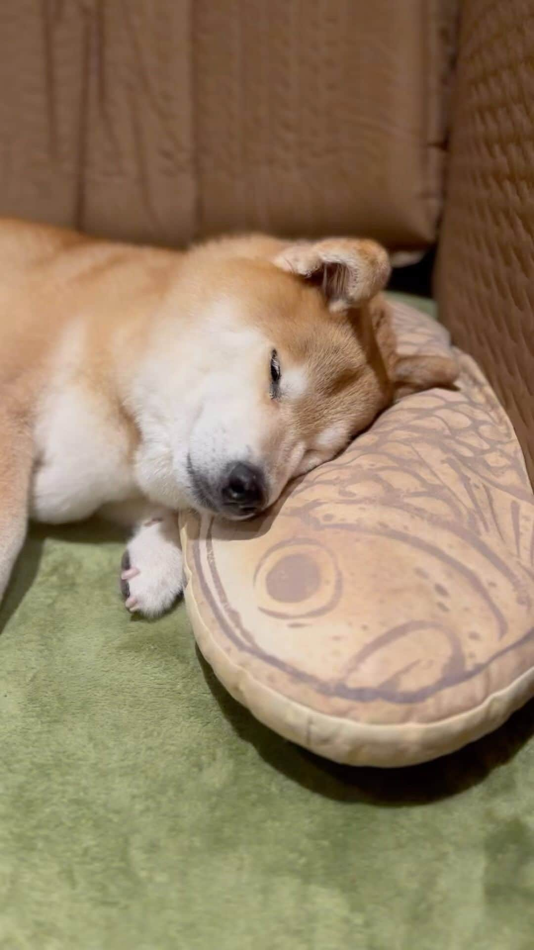 まる（まるたろう）のインスタグラム：「Good night!✨🐶💤✨寝るのもお仕事のひとつだからね #しっかり寝ましょ #明日もいい天気だといいね #お散歩ゆっくりしたいし #おやんみ #パパはあんまり触らんといてな」