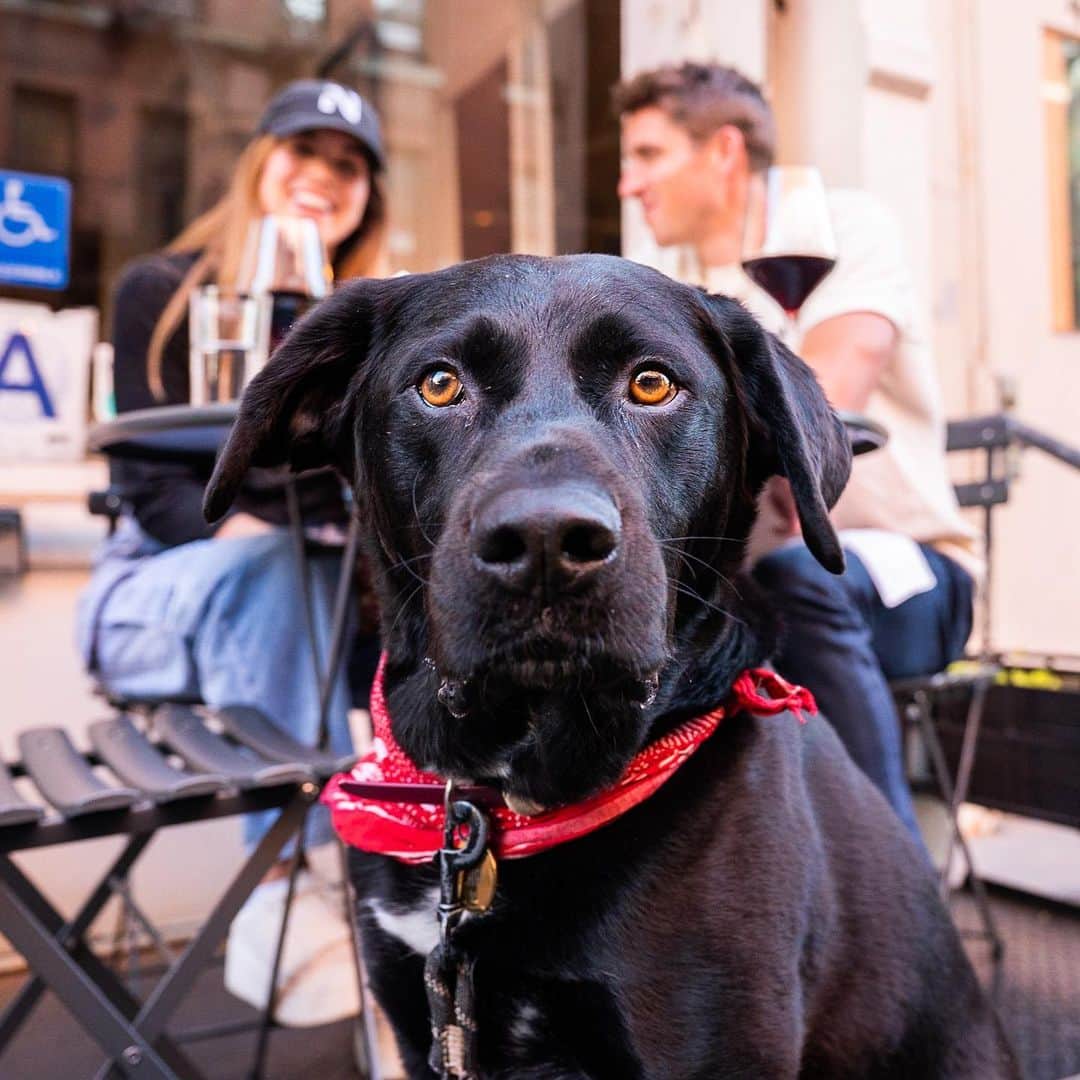 The Dogistさんのインスタグラム - (The Dogist@thedogist)