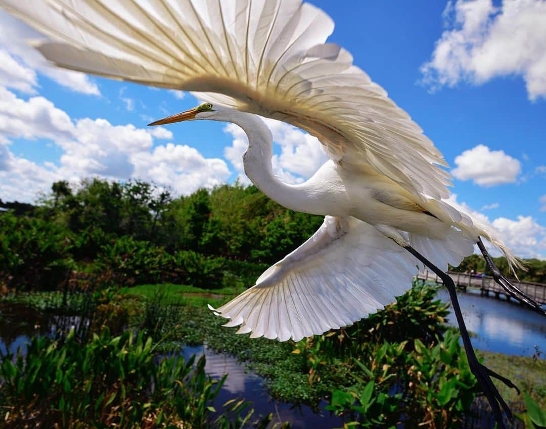 Keith Ladzinskiのインスタグラム：「A Great Egret, taking flight in the Florida Everglades 🪶 - - #GreatEgret #Florida #Everglades」