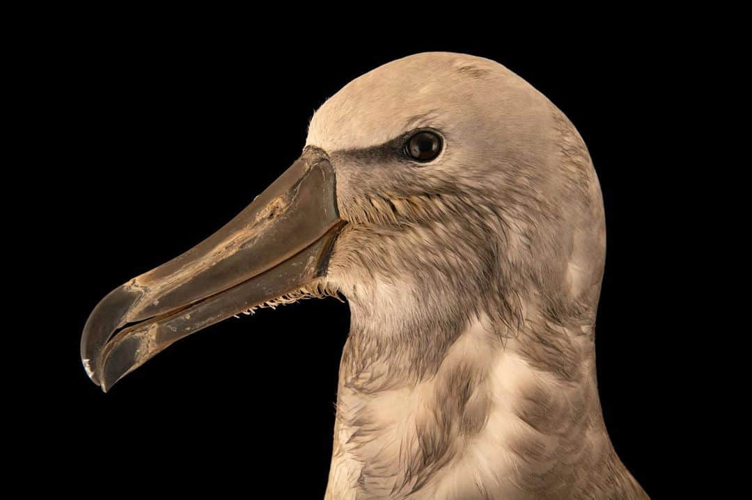 Joel Sartoreさんのインスタグラム写真 - (Joel SartoreInstagram)「Salvin’s albatross like this one @elparquedelasleyendas are large seabirds that forage over most of the southern Pacific Ocean. Because these birds spend so much time at sea, they have developed special adaptations to help them survive. One such feature is a salt gland that is situated above each bird’s nasal passage. This gland excretes a saline solution, removing salt from the large amounts of seawater the birds consume.   #WorldAlbatrossDay #bird #animal #wildlife #albatross #salvin #seabird #photography #animalphotography #wildlifephotography #studioportrait #PhotoArk @insidenatgeo」6月20日 0時17分 - joelsartore