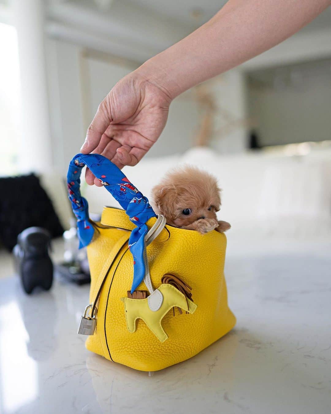 Rolly Pups INCさんのインスタグラム写真 - (Rolly Pups INCInstagram)「Focused more on a pet type puppies, some clients actually prefer the look of KPUPS. Do you prefer the looks of KPUPs over ROLLY? 🤩」6月20日 0時27分 - kpups.official