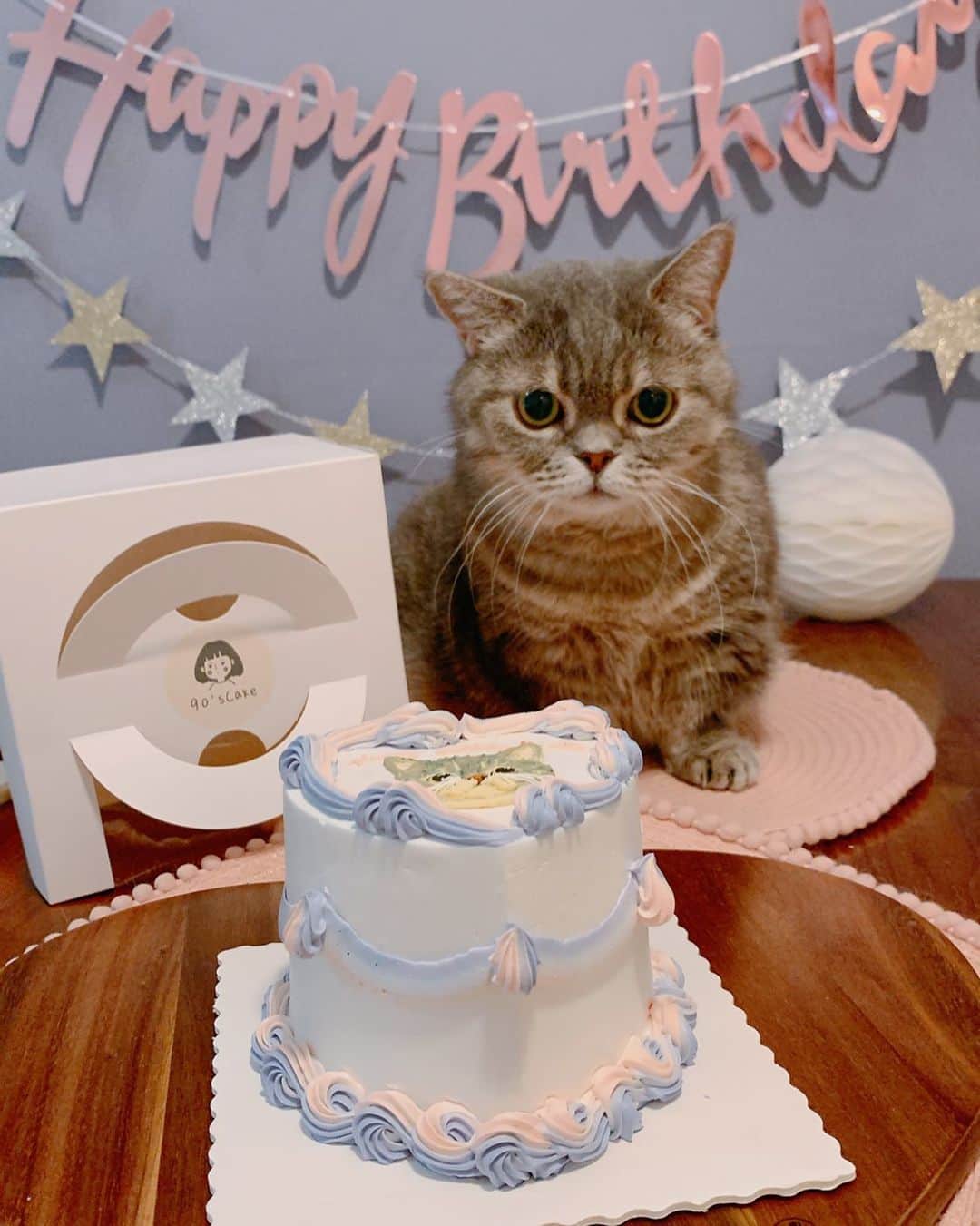 Little & Miloのインスタグラム：「( ⁽❛⁾ː⁽❛⁾ ) ♡⃛ ℍ𝕒𝕡𝕡𝕪 𝕓𝕚𝕣𝕥𝕙𝕕𝕒𝕪 𝕥𝕠 𝕃𝕚𝕥𝕥𝕝𝕖。。。。𝖼𝖾𝗅𝖾𝖻𝗋𝖺𝗍𝗂𝗈𝗇 𝖿𝗈𝗋 𝟣𝟣 𝗒𝖾𝖺𝗋𝗌 𝗈𝗅𝖽, Ꭲʰᵃⁿᵏˢ ϋ 𝖿𝗈𝗋 ♡ @90s_cake_ ～ ♡⃛   #LittleMilo #littlemilo #マンチカン #短い手足 #munchkin #munchkincat #生日快樂 #ハッピーバー #happybirthday #猫のいる幸せ #猫のいる生活 #猫のいる暮らし  #猫好きな人と繋がりたい #lecreuset #lecreusethk #lecreusetjapon #ルクルーゼ #lecreusetlove  Instagram: https://www.instagram.com/little_milo_munchkin Facebook: http://facebook.com/i.am.little.milo Twitter: https://twitter.com/i_am_littlemilo」