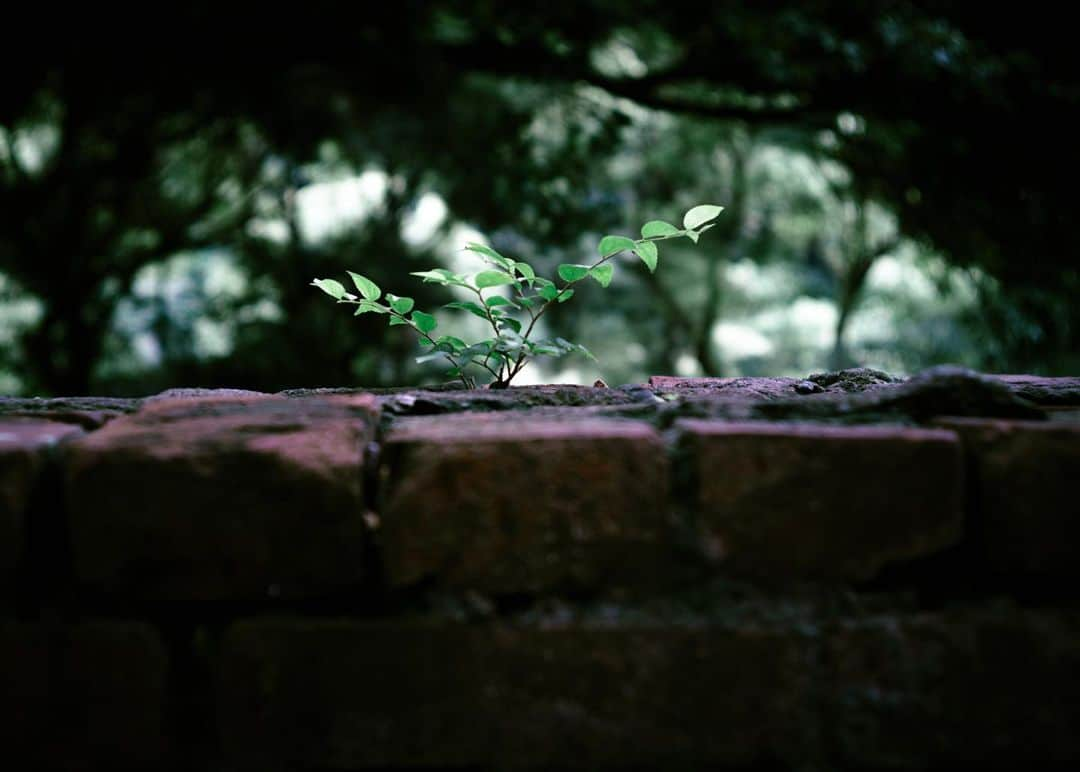 羽坂譲人さんのインスタグラム写真 - (羽坂譲人Instagram)「So much stoked to a meditative walk around Yamate district at Yokohama, which is called "The Bluff", that has more than 150 yrs history mixed up nature and classic British houses. I imagined a long history standing there, which I thought I can't convey my excitement with the panoramic photo.  . Artifacts that have passed a long time while living in harmony with nature are clothed in a mysterious energy. I am immersed in tracing their current state as a result of repeated primitive reactions to the environment of the time and place, and the process that led them. . Walked half a day, took more than 150 photos and totally lost myself... but I couldn't cover everything. Maybe I'll visit again soon. Anyway it's so difficult to take pictures of nature. It's beyond my ability to express my excitement when I faced with it. . . . . . #myleicaphoto #myleicajourney #leicam10d #throughyourleica #lensculture #lfimagazine #worldviewmag #life_is_street #toneception #f22bestphoto #spicollective #forthetones #myspc #throughyourleica #leicagram #leica_world #myleicacompanion #leica_society #leicaedc #leicacommunity #leica #leicacamera  #leicamag #photocinematica #summicron35mm6element」6月20日 3時22分 - _f7