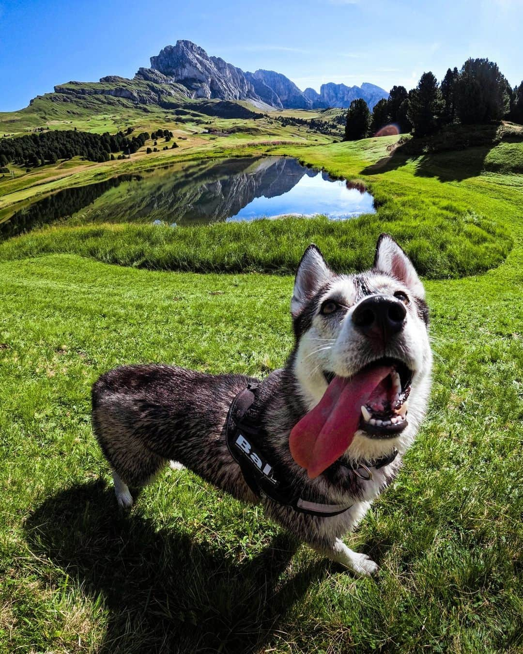 goproのインスタグラム：「Photo of the Day: Does @balithewolf have the world's longest tongue? 👅 Snapped @teocolombo for a $250 GoPro Award.  @goproit #GoProIT #GoPro #GoProAwards #GoProPets #DogsOfInstagram #Husky #SiberianHusky #DogsLife」