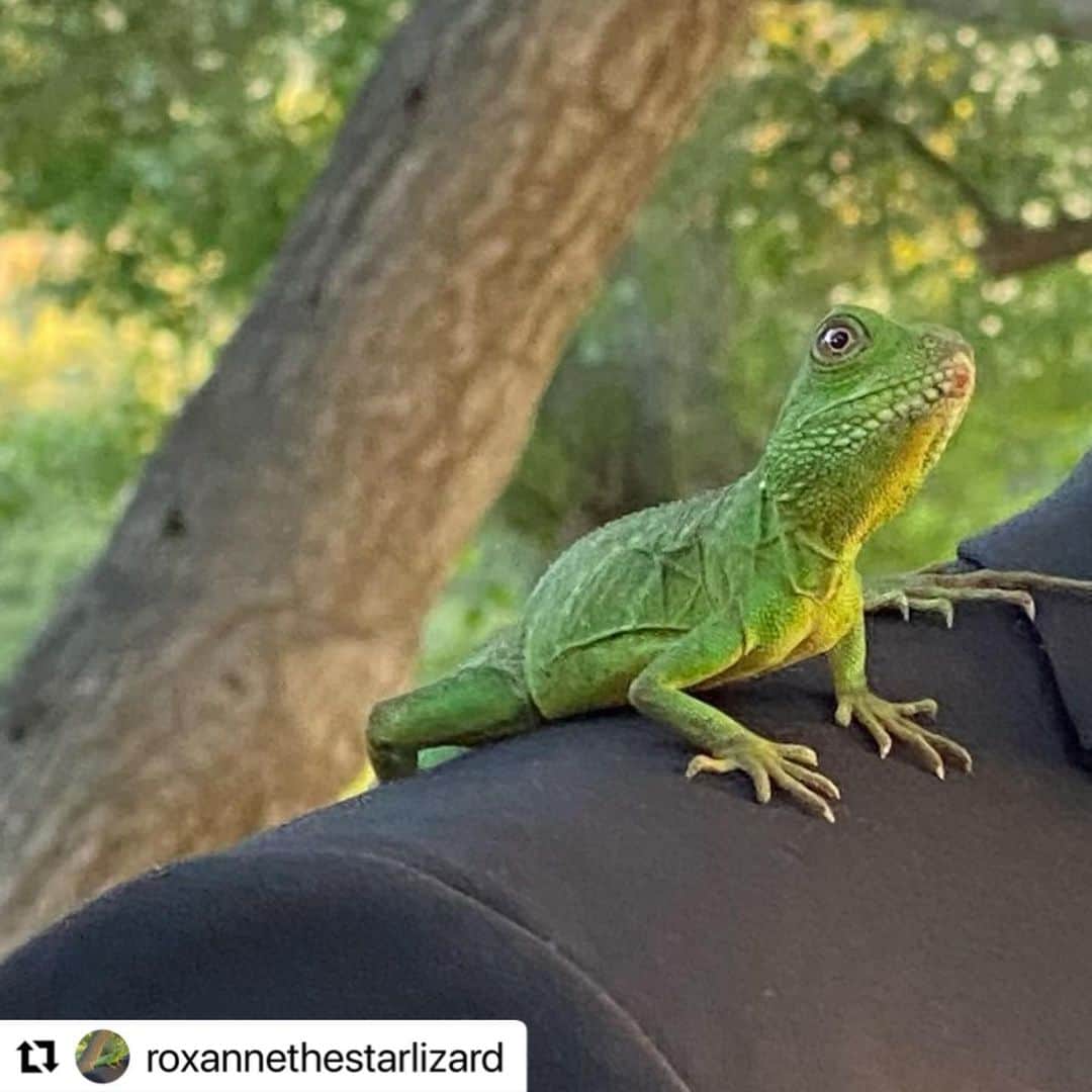 エリザベス・パーキンスのインスタグラム：「She’s climbed her way to stardom! Follow @roxanne_the_star_lizard for updates on her first big starring role. #theafterparty July 12! 🦎🦎🦎🦎🦎🦎🦎🦎🦎🦎🦎🦎 @appletv」