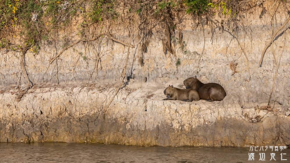 渡辺克仁さんのインスタグラム写真 - (渡辺克仁Instagram)「おはようございます。  #カピバラ #水豚 #capybara #おはよう #パンタナール #野生のカピバラを撮影にブラジルに」6月20日 7時00分 - katsuhito.watanabe