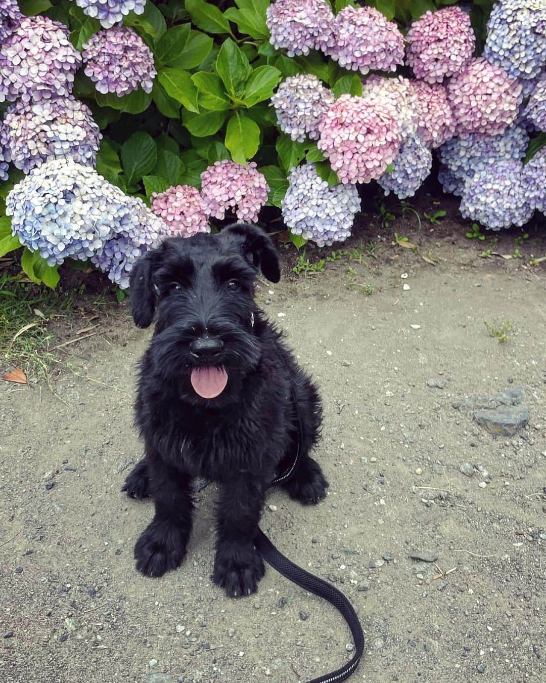 桐島かれんのインスタグラム：「娘と海にお散歩に行ったホッパー。 #giantschnauzerpuppy #ジャイアントシュナウザー」