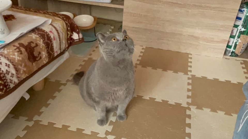KAORUさんのインスタグラム写真 - (KAORUInstagram)「#ご飯 🍚も大好き #諭吉 くん🤭 見上げる顔🙄がめちゃくちゃ可愛い😍  #ブリティッシュショートヘア  #猫のいる暮らし」6月20日 7時40分 - yukisaku_88
