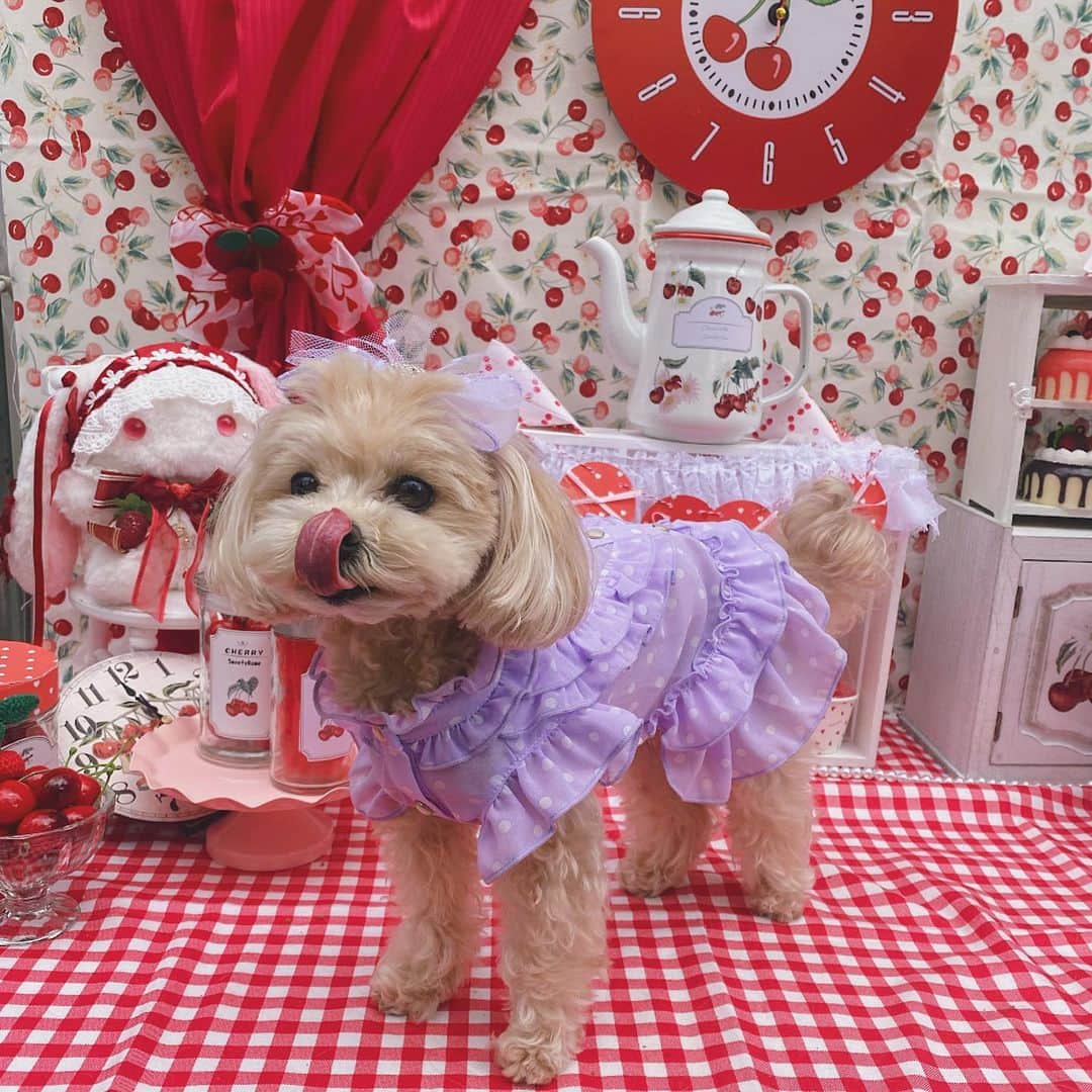 伊藤彩沙のインスタグラム：「らぶり〜らぶり〜ゆばちゃん🐶 #カワイスギクライシス のEDでテレビデビューしました🫶💐 ゆばちゃん、毛の長さでビジュが全然違うくてかわいい。 ちょっと伸びてもさもさめが好き🥳 #マルプー」