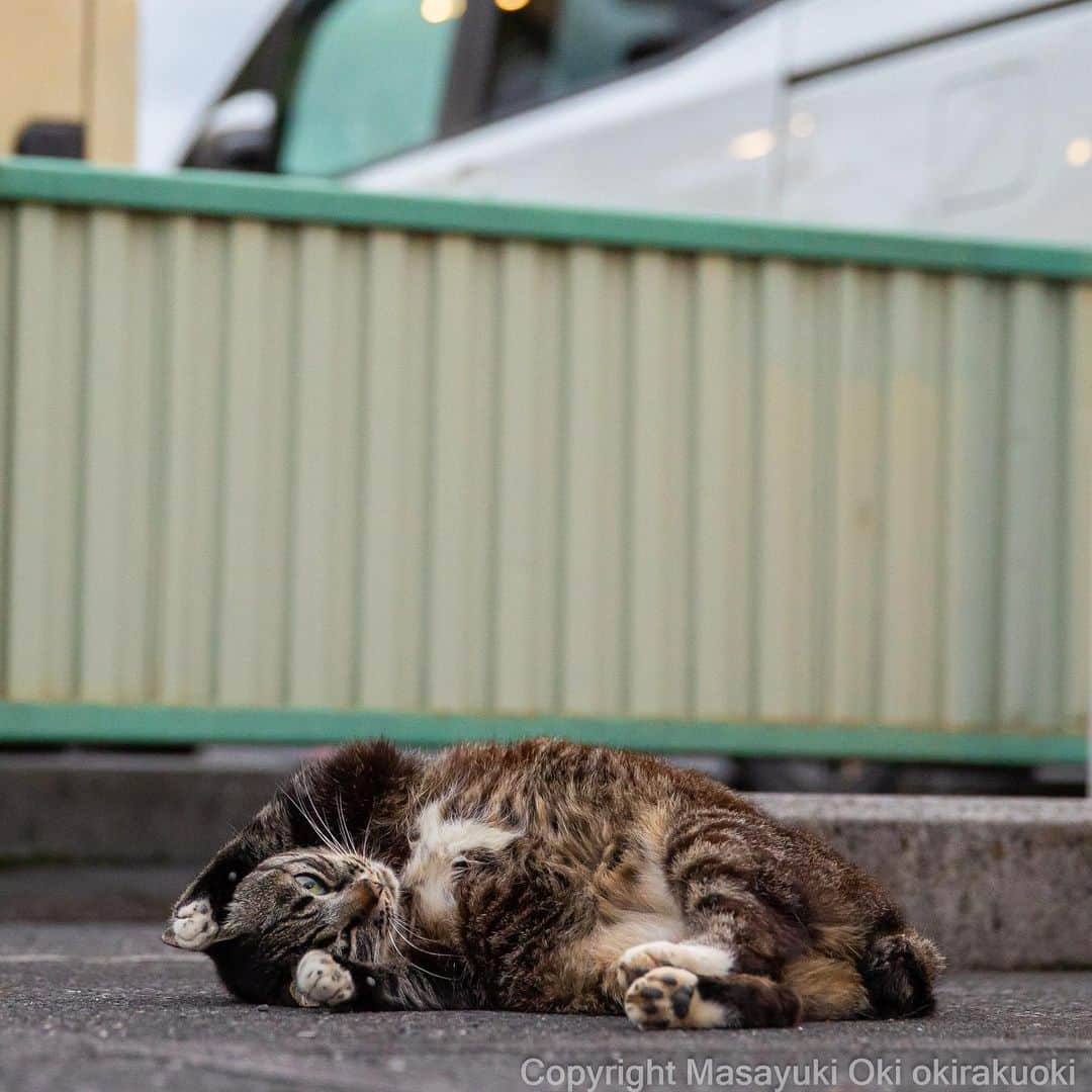 Masayukiのインスタグラム：「両招きネコ。  #cat #ねこ #猫 #東京カメラ部 #nekoclub  #mmgtw #my_eos_photo  #yourshotphotographer」
