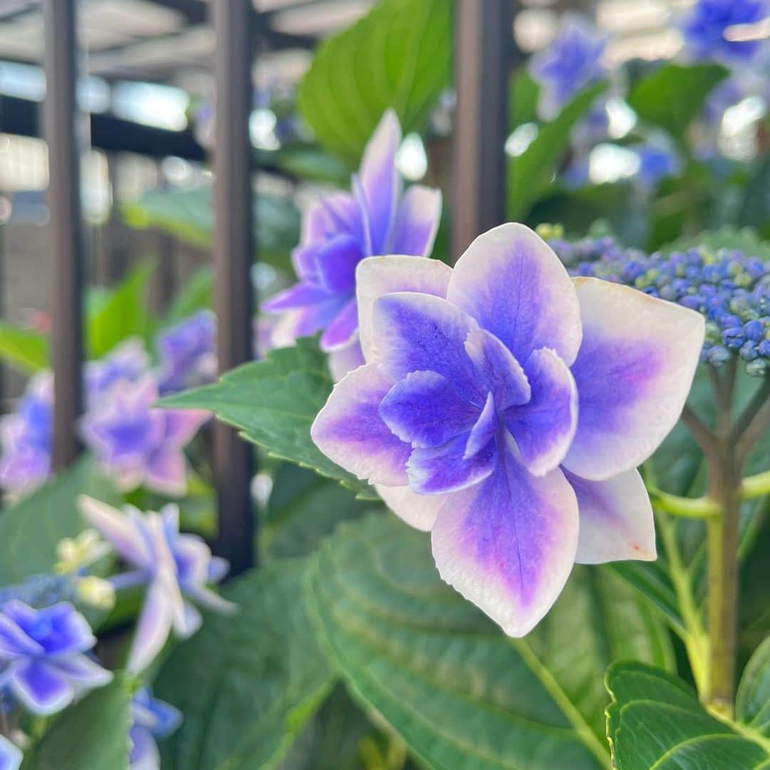 meekooのインスタグラム：「毎日眺めてはウットリ☺️ 美しいなぁ💜 #ご近所さんの紫陽花」