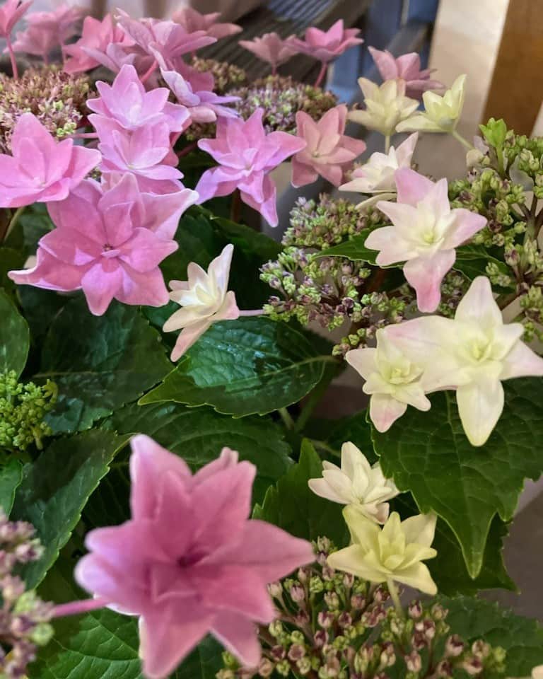 さが農村のインスタグラム：「佐賀生まれのアジサイ「可愛花」「雨のち星」  梅雨を彩る紫陽花に佐賀生まれのアジサイがあるってご存知でしょうか。  唐津市でアジサイやシクラメンなど鉢物の植物を出荷している4人が立ち上げた「佐賀県あじさい研究会」がアジサイの新品種を開発した2021年デビューの『可愛花』『雨のち星』をご紹介します。  ⭐️「雨のち星」 八重咲の額の先端がとがっていて、輝く星のよう。 淡い青色とピンク色の二つのタイプがあります。  💗「可愛花（かわいか）」。 花のかわいらしさを佐賀の言葉で表現したネーミング。 ガクの部分が幾重にも重なって、丸く手まりのよう。 ボリューム満点で華やかです。  どちらも秋色になるまで長く楽しめます。  梅雨の時期に佐賀生まれのアジサイを楽しんでみませんか。😊  #佐賀 #さが #saga #佐賀県産 #アジサイ #紫陽花 #可愛花 #雨のち星 #佐賀県あじさい研究会 #父の日 #さが農村ひろば #唐津市」