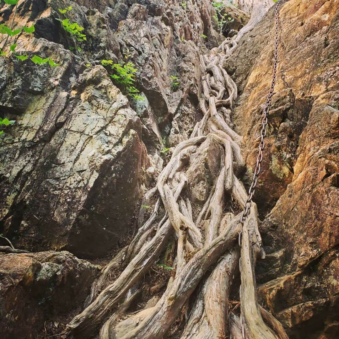 水嶋友香さんのインスタグラム写真 - (水嶋友香Instagram)「6/18(日)晴れ☀️初めての御岳山⛰️ ケーブルカー&リフトで大展望台の産安社でお参りしてから御嶽神社でお参り🙏  ロックガーデンだけでも楽しめるけど、どうせなら大岳山→鋸山→愛宕山→奥多摩駅縦走しちゃえー❗ってんで、崖やら鎖場やら根っこ道等色々楽しめたけど、正直疲れた😵  途中、大岳山手前の山荘跡地のヘリポートらへんでランチしてたら、ヘリコプターがきて色々吹き飛ばされ、食後のコーヒーを自分にぶっかけて片付けてたら、再度ヘリコプターにやられるというアクシデント😣💦  予定より遅いゴールになったけど、もえぎの湯の温泉とビール❗(旨すぎた🥺)最高でした🤭  #御岳山 #大岳山 #鋸山 #愛宕山 #奥多摩駅 #御嶽神社 #ロックガーデン #愛宕神社 #東京都 #登山 #ハイキング #もえぎの湯 #筋肉痛」6月20日 9時41分 - yukachin.0505