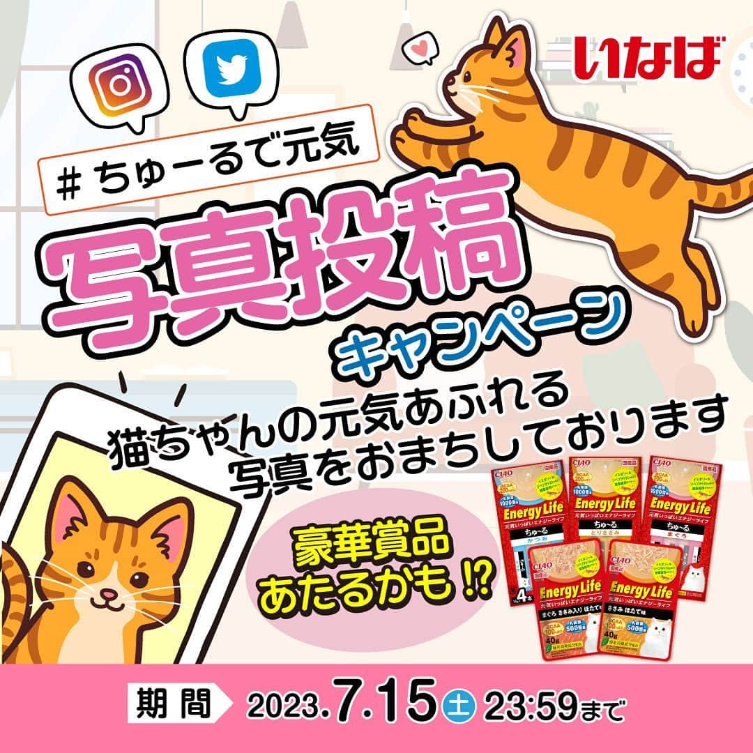 いなば CIAOちゅ～るのインスタグラム：「「Energy Life ちゅ〜る」写真投稿キャンペーン🐱🩵  Energy Lifeは、猫ちゃんの筋肉の健康維持に配慮し、元気な生活をサポートする商品です！☀️💞  🐾応募方法 ①本アカウントをフォロー ②「#ちゅーるで元気」をつけて猫ちゃんの元気あふれる写真を投稿  🐾締切 7/15(土) 23:59まで！  🕊️Twitterでも別枠で賞品を用意しているため、ぜひぜひTwitterでのご応募もお待ちしております✨  たくさんのご応募お待ちしてます💮  #ちゅーる #ciaoちゅーる #ちゅーるで元気 #夏バテ防止 #世界の猫を喜ばす」