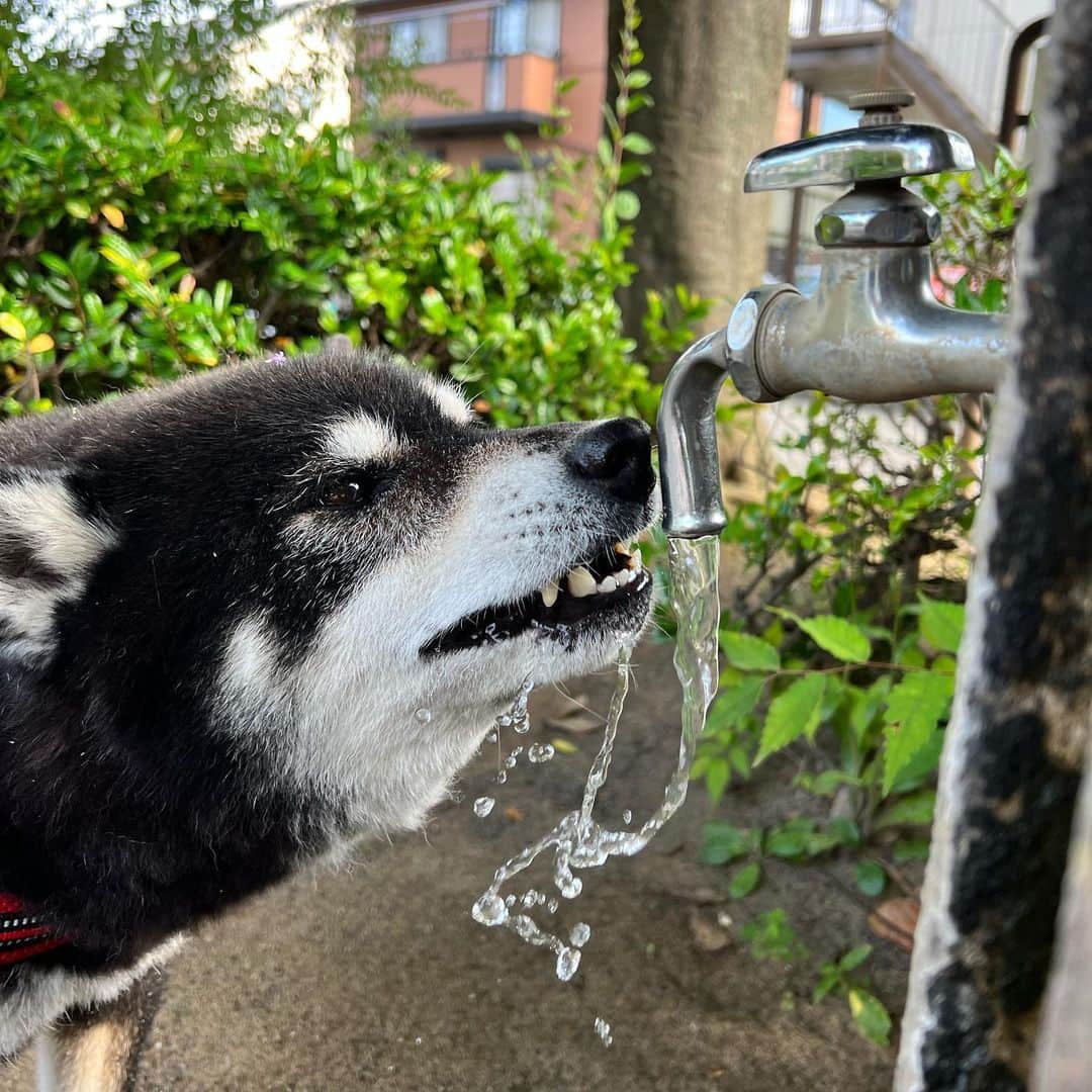 小川博永さんのインスタグラム写真 - (小川博永Instagram)「水分補給。  #ししまる爺さん  #今朝まる #ししまる #dog #dogs #柴犬 #黒柴」6月20日 9時56分 - ogawahironaga
