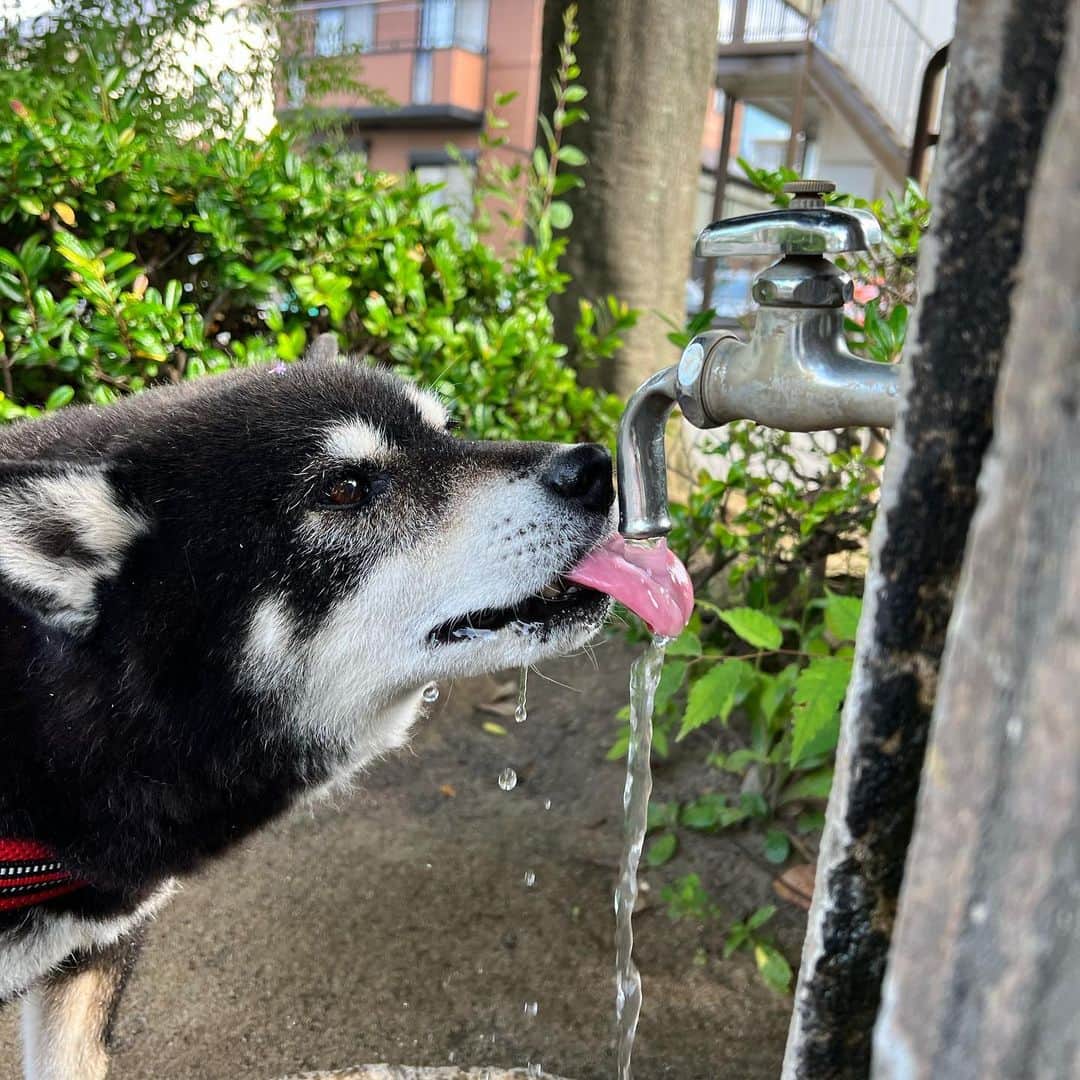 小川博永のインスタグラム：「水分補給。  #ししまる爺さん  #今朝まる #ししまる #dog #dogs #柴犬 #黒柴」