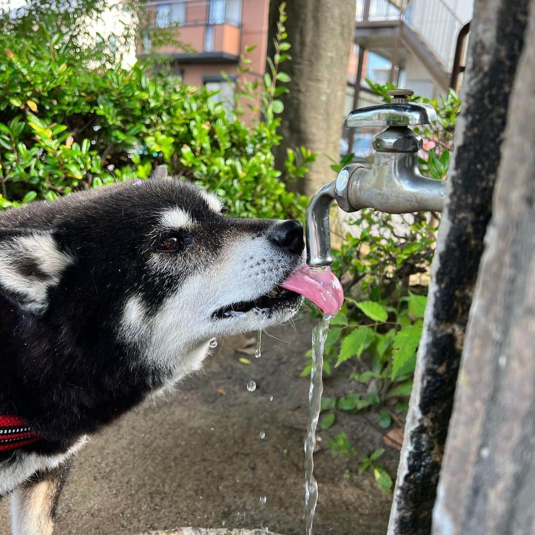 のインスタグラム：「水分補給。  #ししまる爺さん  #今朝まる #ししまる #dog #dogs #柴犬 #黒柴」