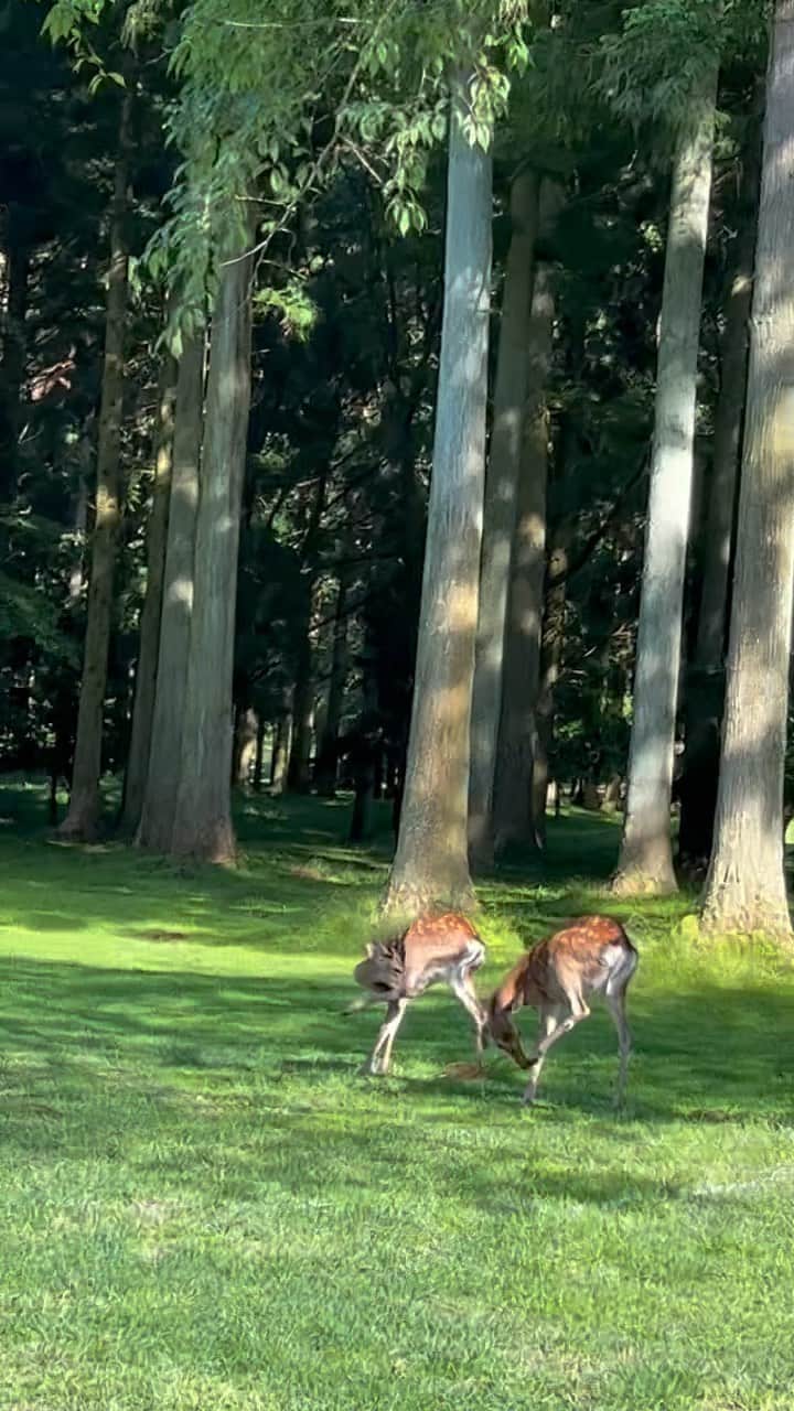 朝風れいのグルメインスタ